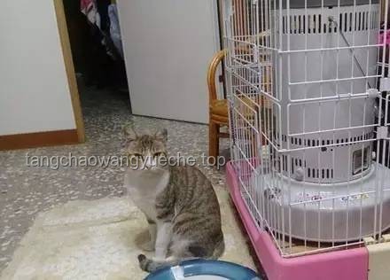 打造梦想中的生态居所：带有水质净化系统的猫猫部落瞭望塔实用建设指南